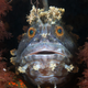 Illustration for article titled Perhaps the Most Beautiful Undersea Photography Weve Ever Seen
